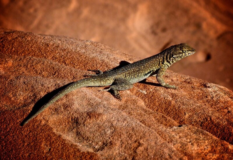 Green Lizard on Rock — Brown, Natural, Afternoon