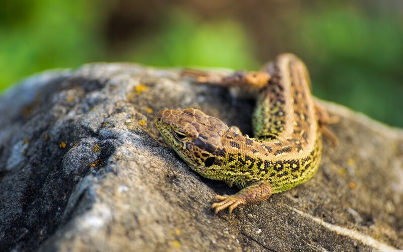 Green Lizard on Rock — Calm, Afternoon, Photograph, Moss