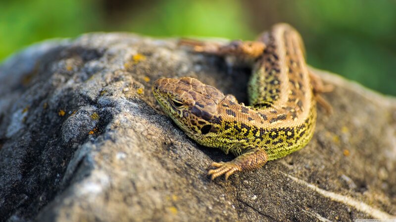 Green Lizard on Rock — Calm, Afternoon, Photograph