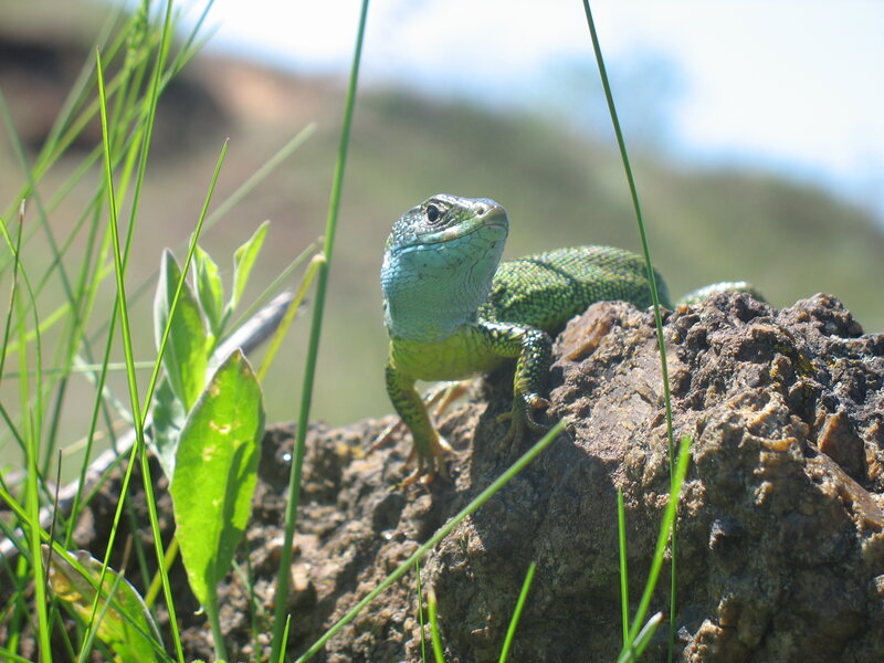 Green Lizard on Rock — Calm, Afternoon