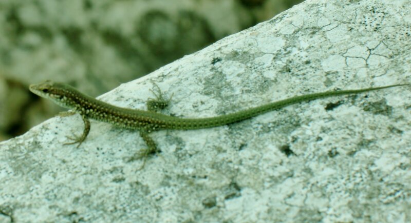 Green Lizard on Rock — Calm
