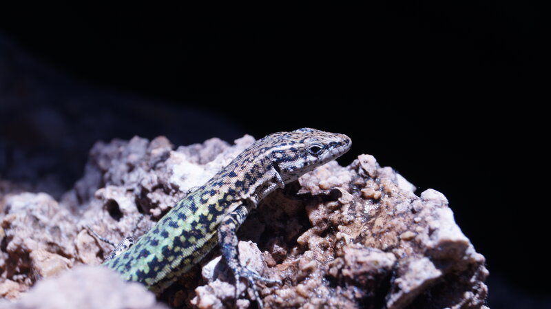 Green Lizard on Rock — Dramatic