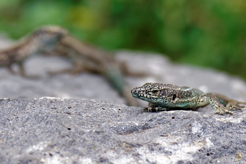Green Lizard on Rock — Gray