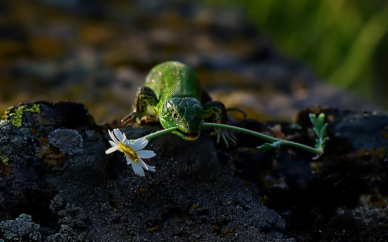 Green Lizard on Rock — Natural, Afternoon, Photograph