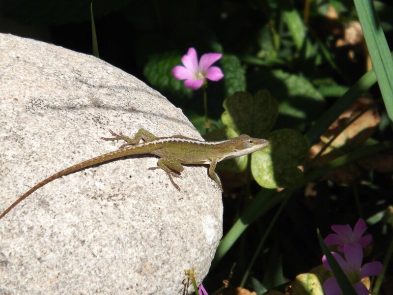 Green Lizard on Rock — Natural, Afternoon