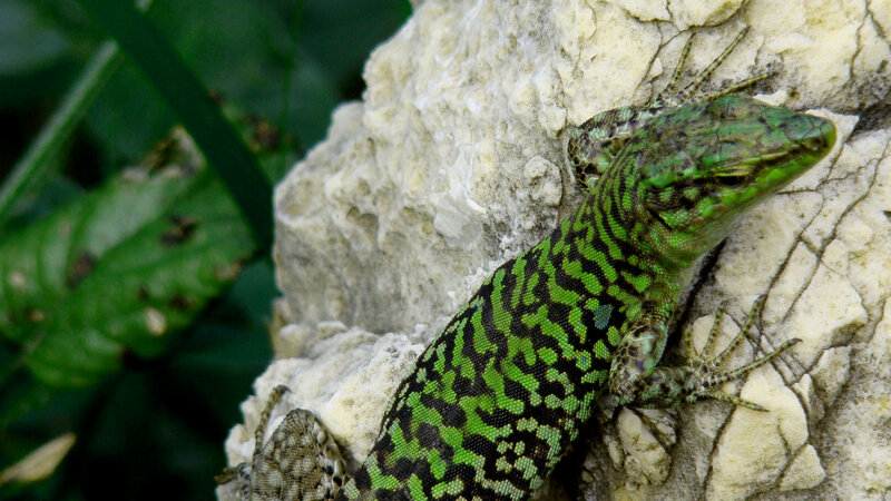 Green Lizard on Rock — Natural, Photograph