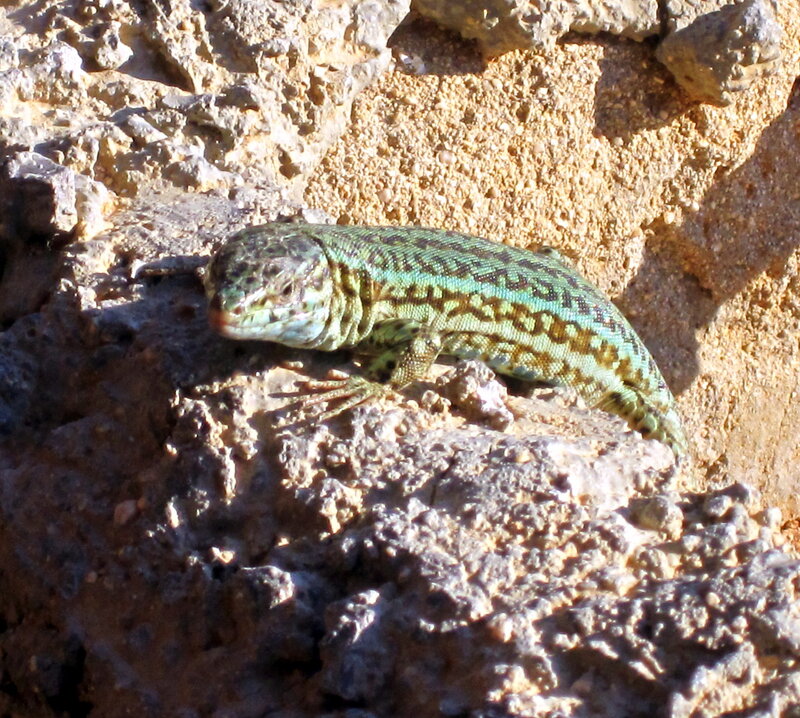 Green Lizard on Rock — Natural