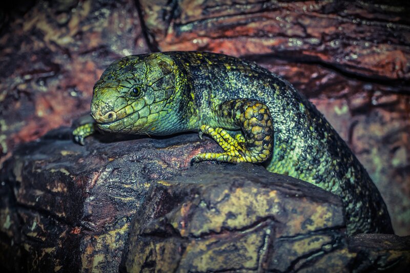 green lizard on rock