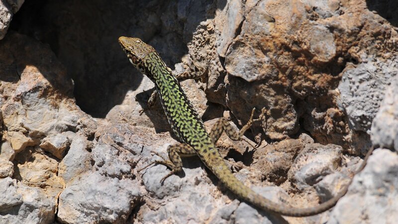 Green Lizard on Rocks