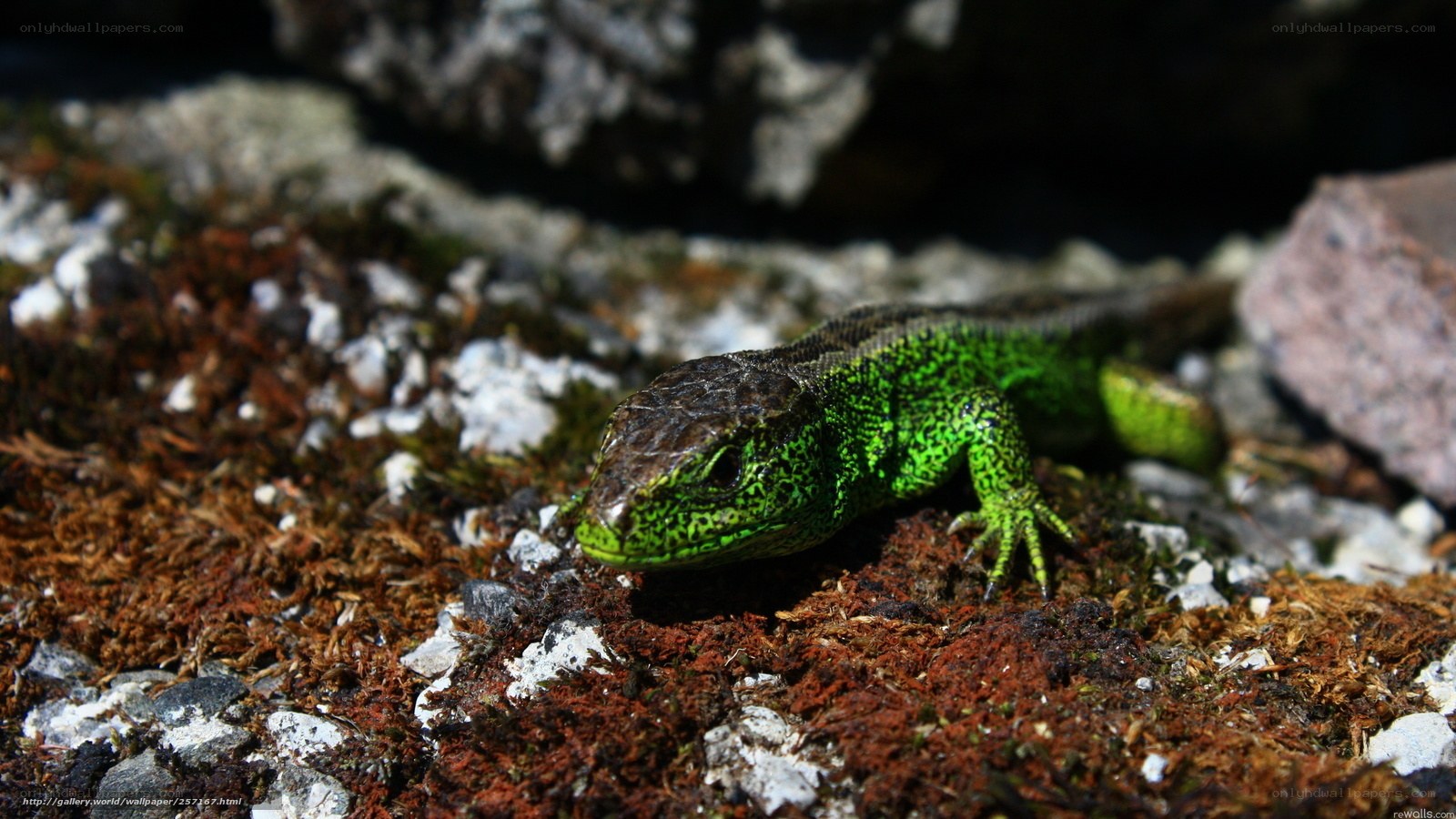 green lizard on rocky ground