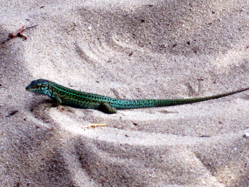 Green Lizard on Sand