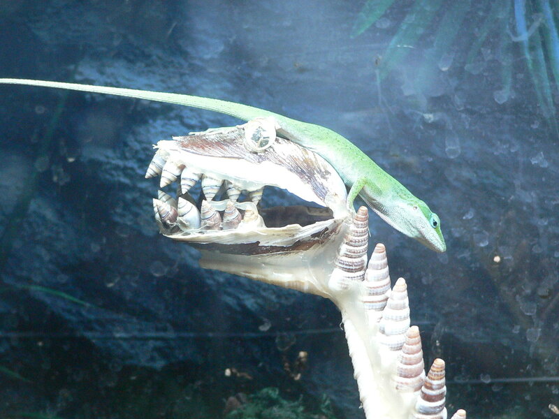 Green lizard on shell sculpture