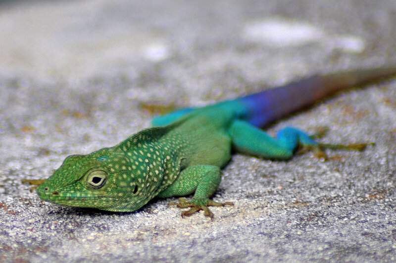 green lizard on stone