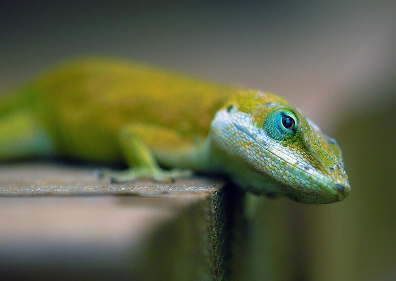 Green Lizard on Surface — Calm