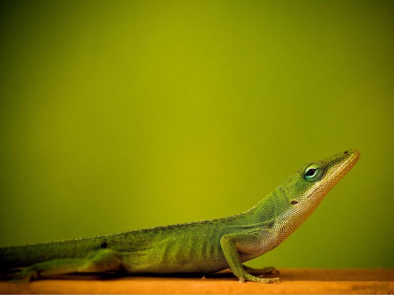 Green Lizard on Surface