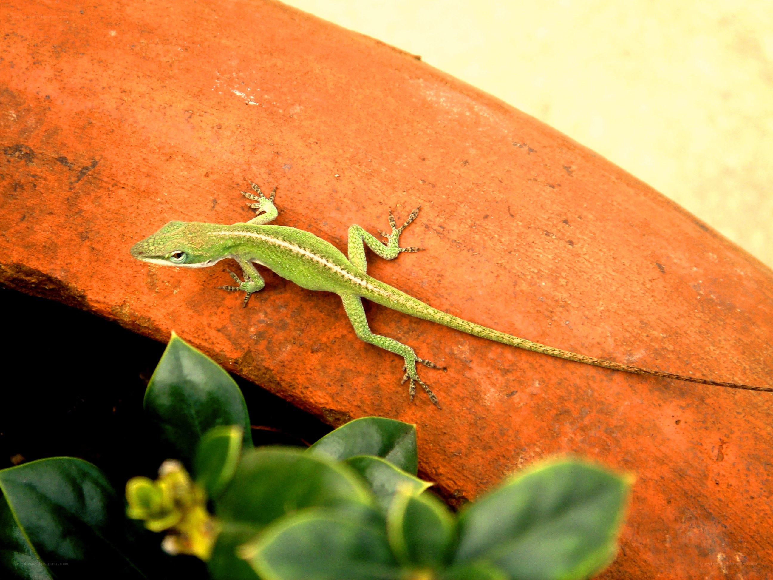 Green lizard on terracotta