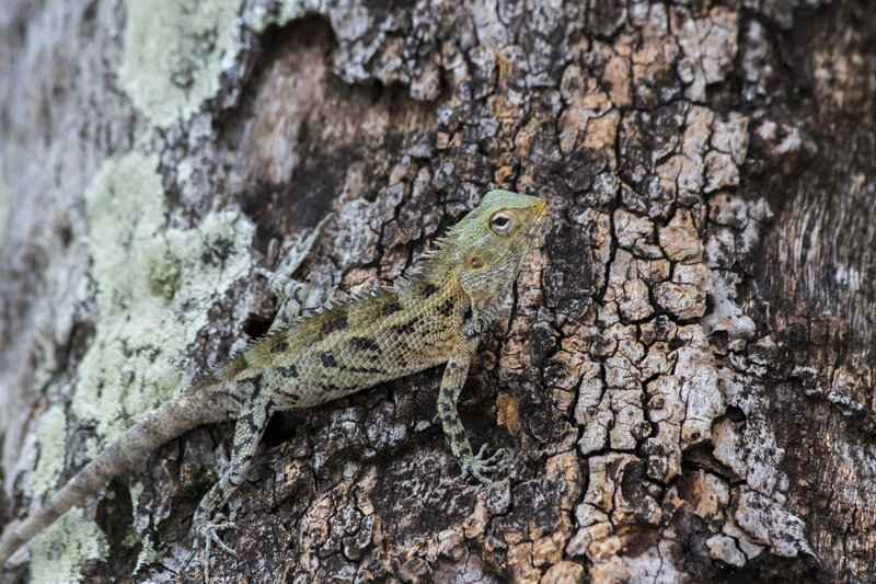 Green Lizard on Tree Bark — Brown