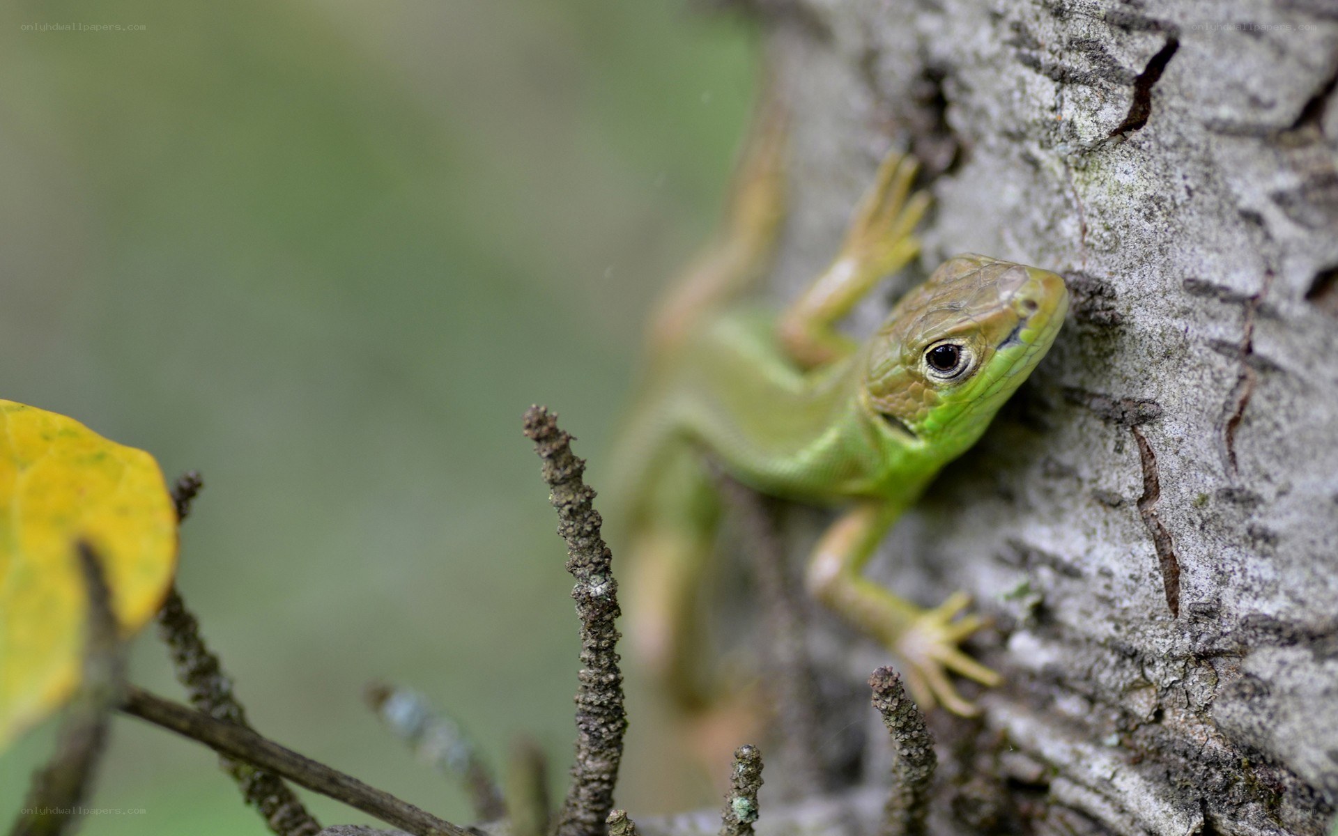 Green lizard on tree bark