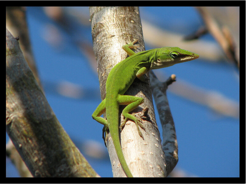 green lizard on tree branch