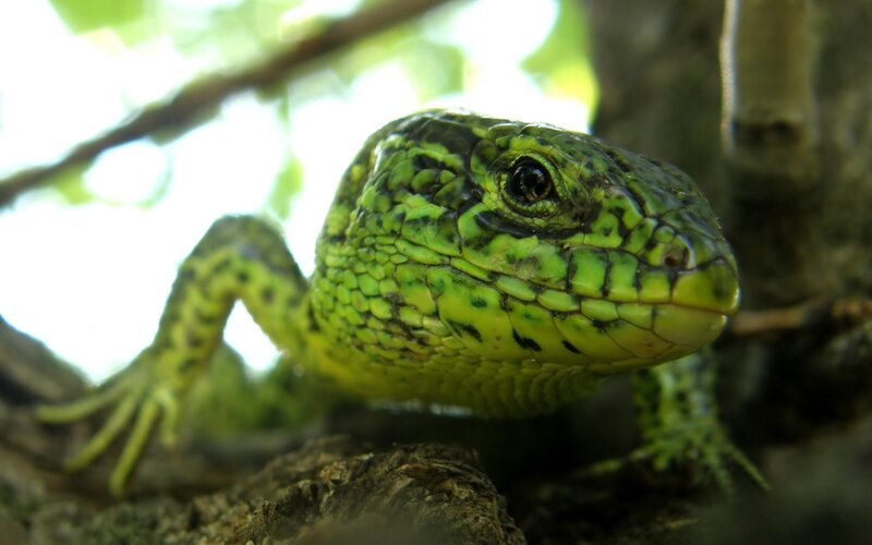 green lizard on tree branch