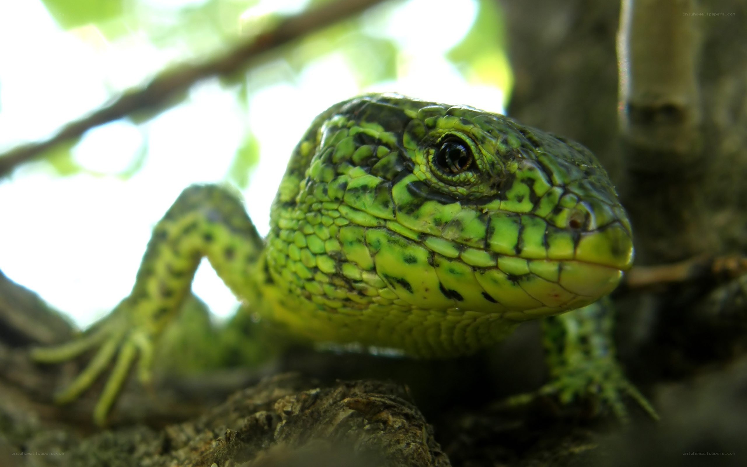 green lizard on tree branch