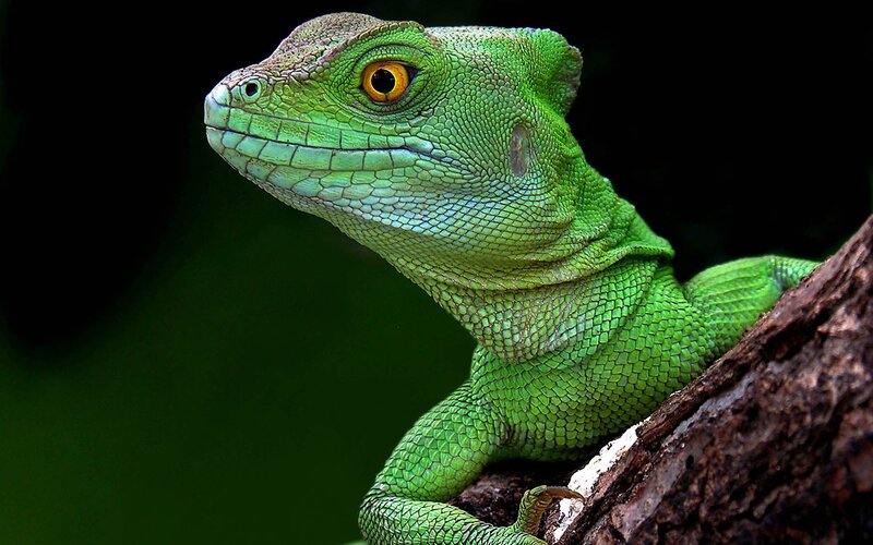 green lizard on tree branch