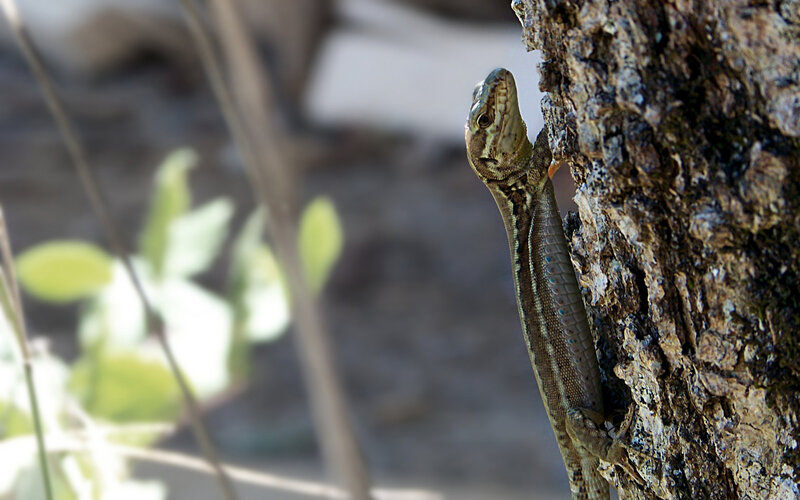 Green Lizard on Tree — Brown