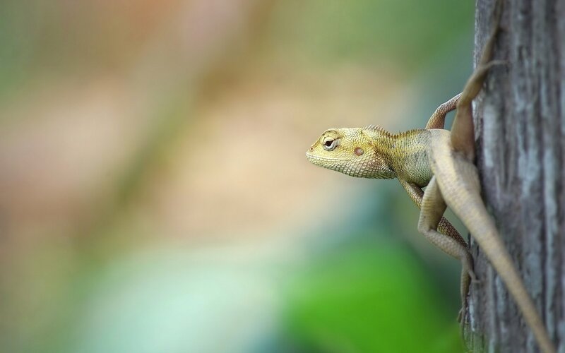 Green Lizard on Tree — Calm