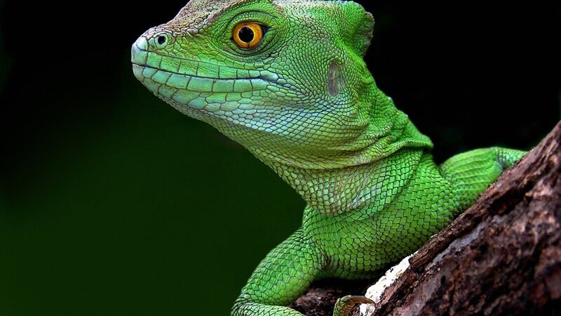 Green Lizard on Tree — Dramatic