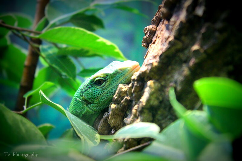 Green Lizard on Tree — Natural