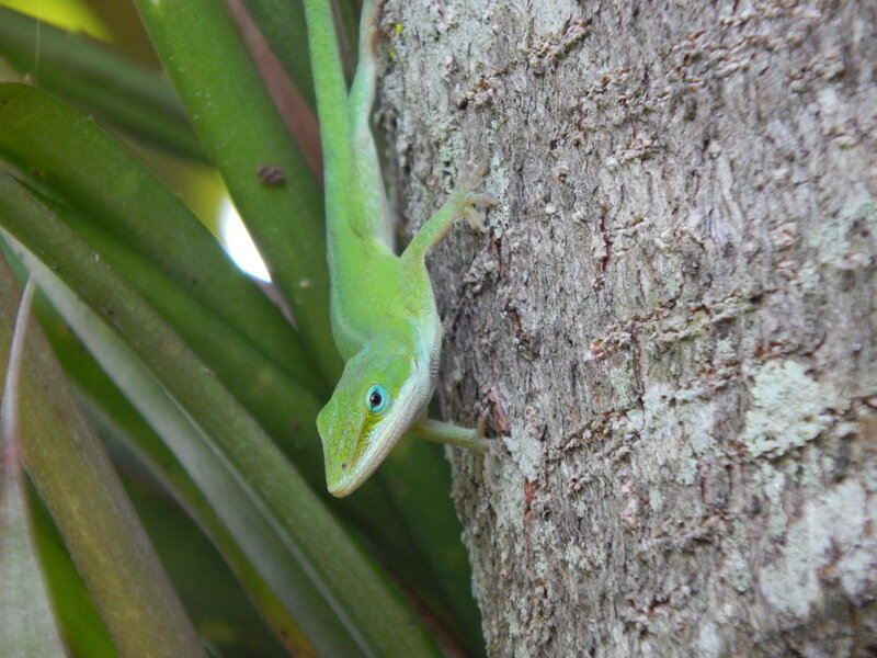 Green Lizard on Tree