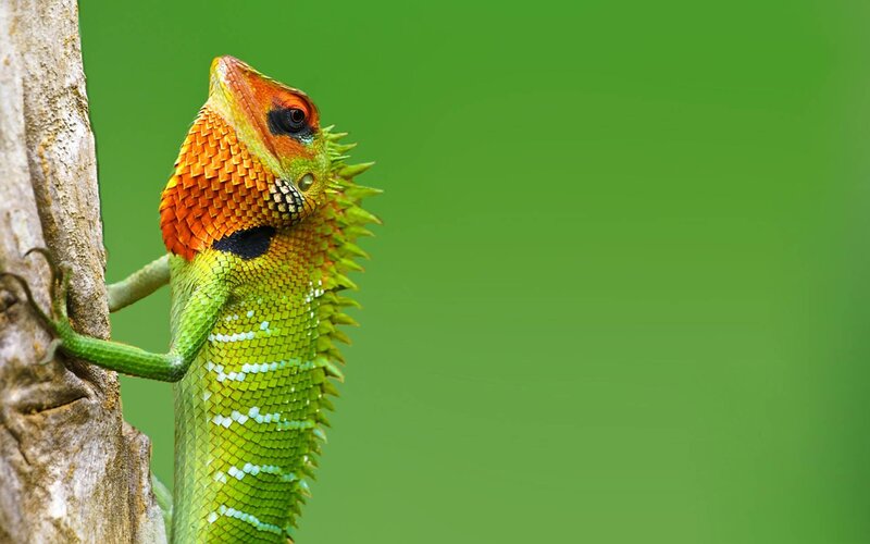 green lizard on tree trunk