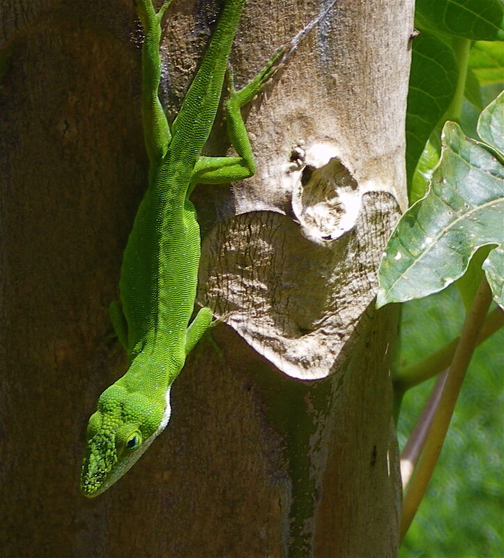 green lizard on tree trunk