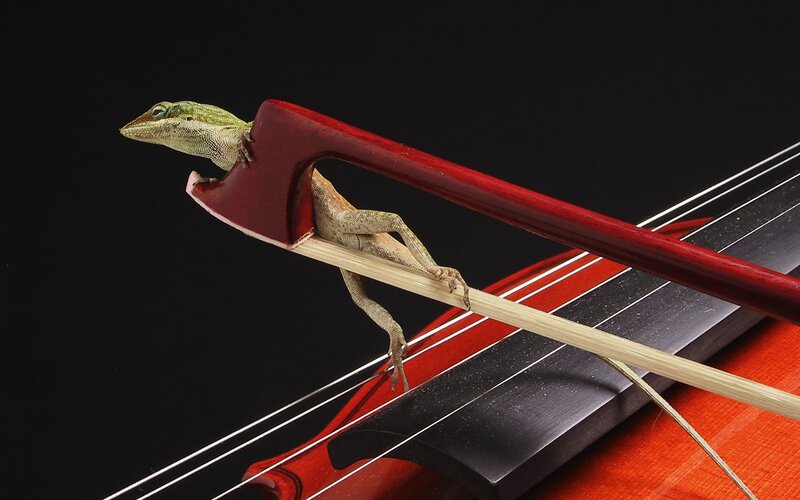 Green Lizard on Violin Bow