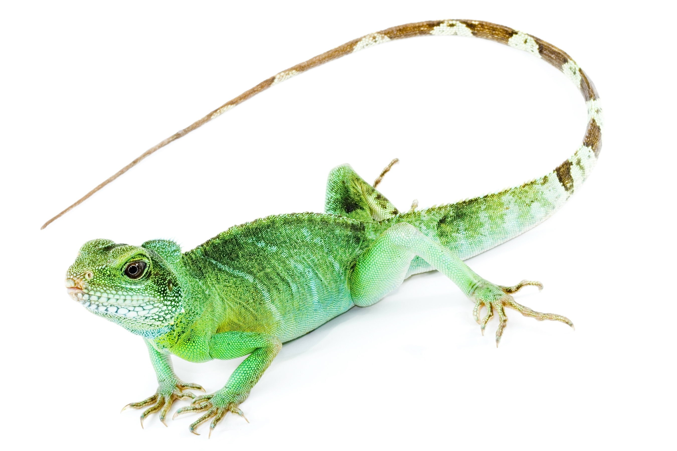 green lizard on white background