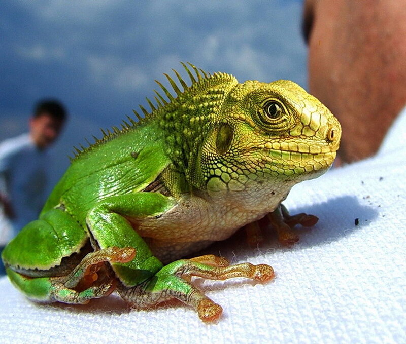 green lizard on white cloth