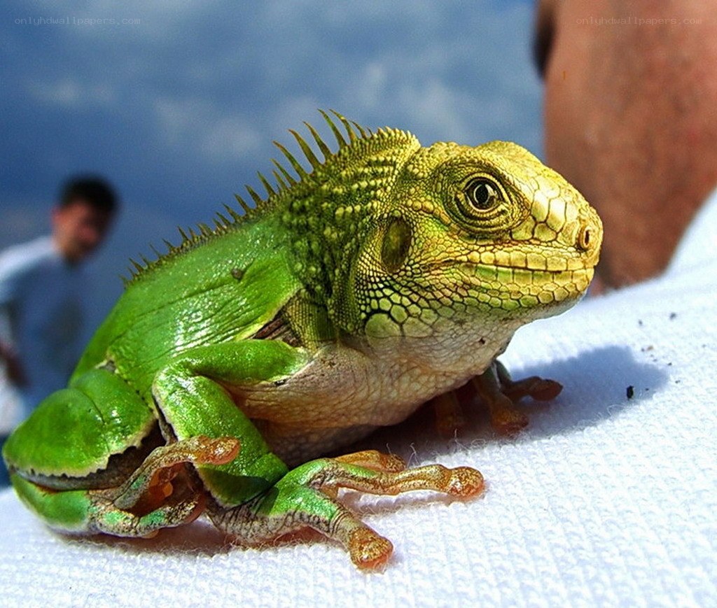 green lizard on white cloth