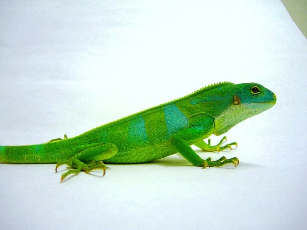green lizard on white surface