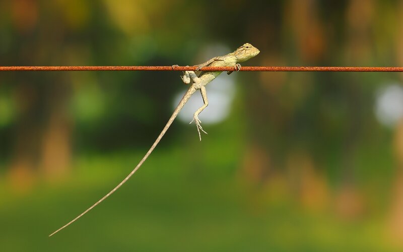 Green Lizard on Wire