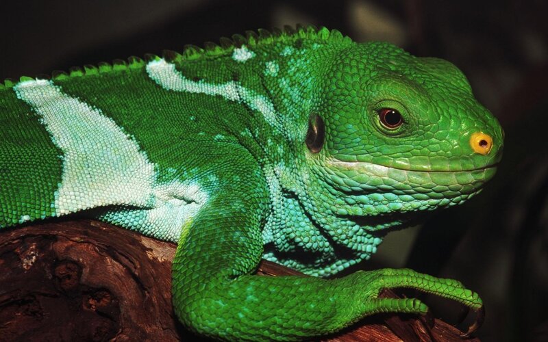 Green Lizard on Wood — Calm