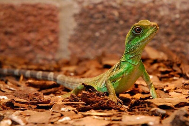 Green Lizard on Wood Chips