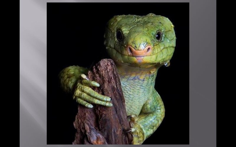 Green Lizard on Wood — Curious