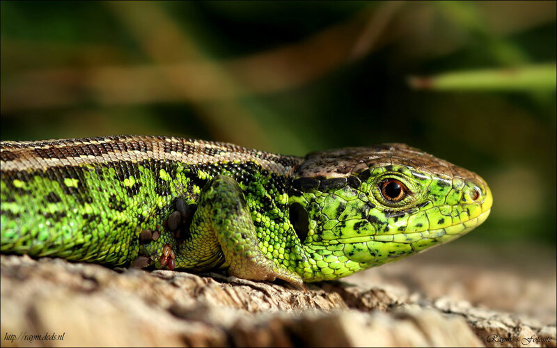 Green Lizard on Wood