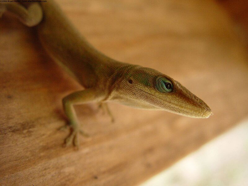 green lizard on wooden surface