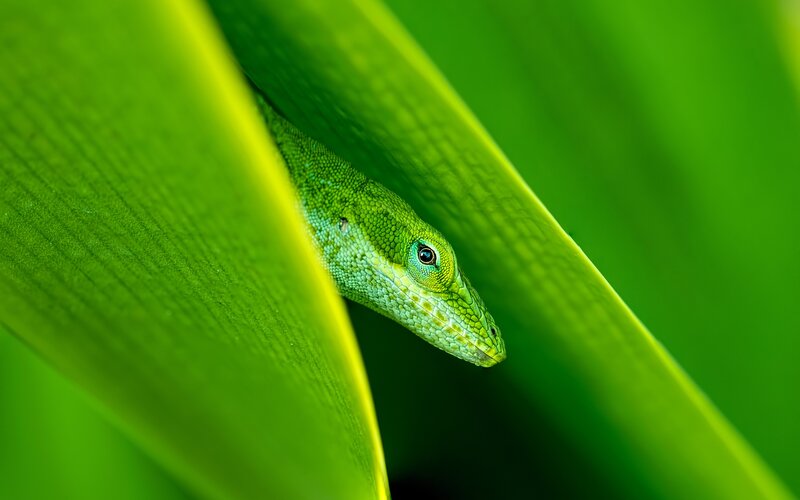 Green Lizard Peeking