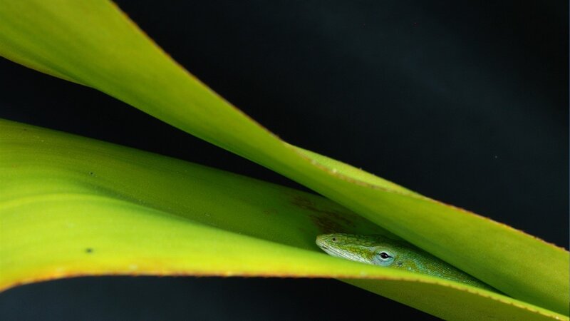 Green Lizard under Leaf