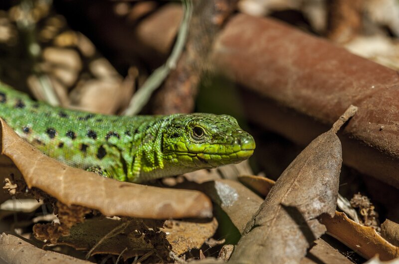 Green Lizard with Black Spots