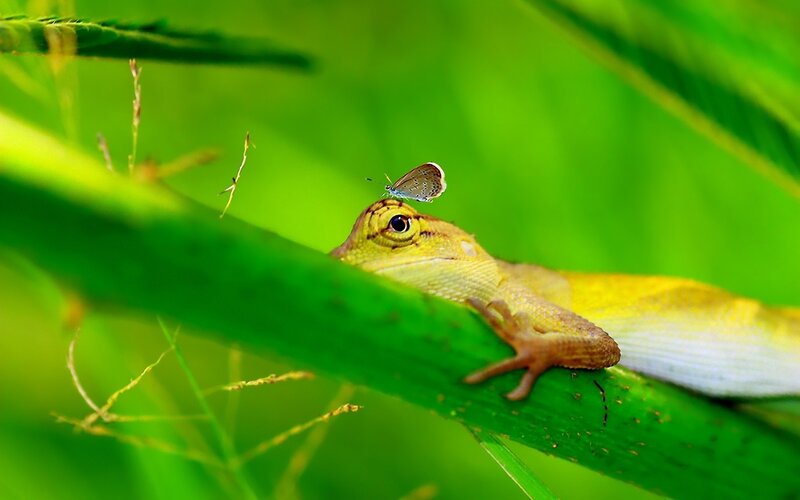 Green Lizard with Butterfly — Calm