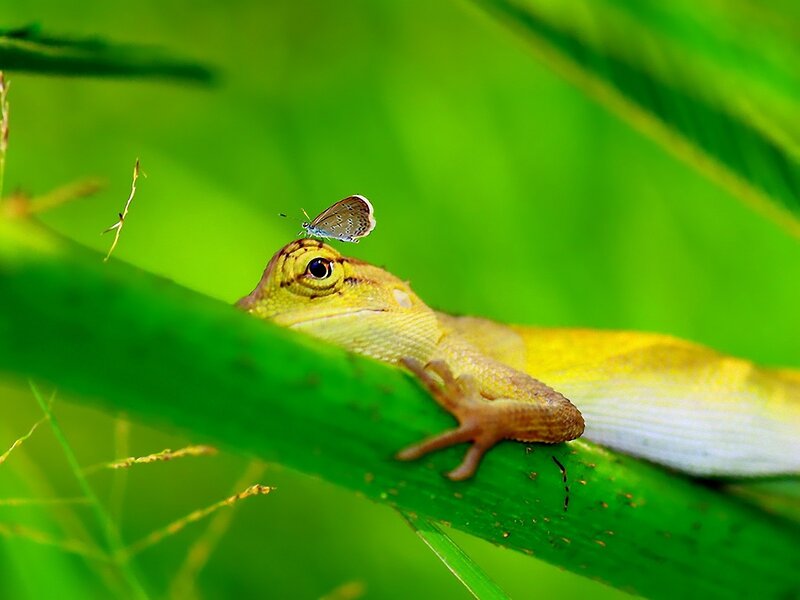Green Lizard with Butterfly