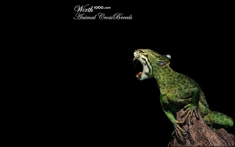 green lizard with cat head